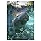 Signs 4 Fun Magnet – Manatee Water Funny Magnet - 3.5” x 2.5” Easy Remove Fridge Locker Magnet - Magnet for Gifts Decor - Made in USA