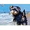 Signs 4 Fun Magnet Yorkshire Terrier on Beach Funny Magnet - 3.5 x 2.5 Easy Remove Fridge Locker Magnet - Magnet for Gifts Decor - Made in USA