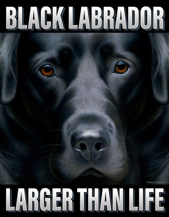 Desperate Enterprises Larger Than Life - Black Lab Tin Sign - Nostalgic Vintage Metal Wall Decor - Made in USA