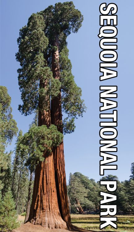 Signs 4 Fun STKCA15 CA Sequoia National Park Sticker, Green