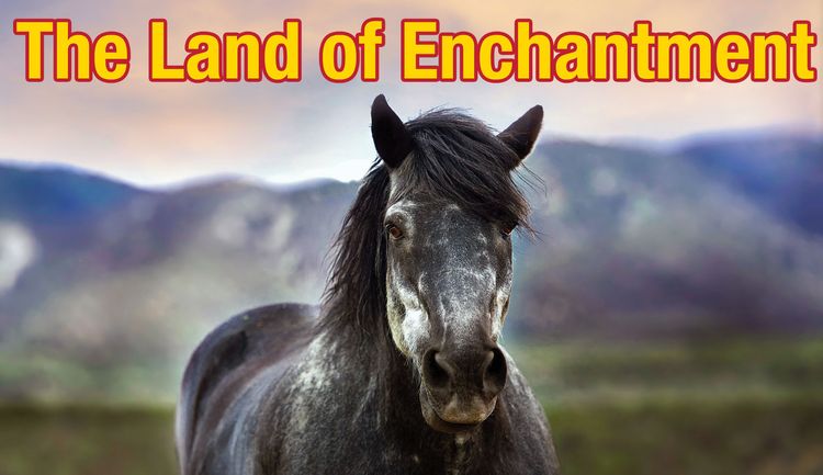 Signs 4 Fun STKNM10 NM Land of Enchantment Sticker, Black